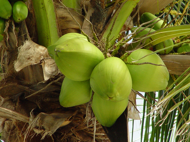 Manfaat Air Kelapa I img: freeimages.com