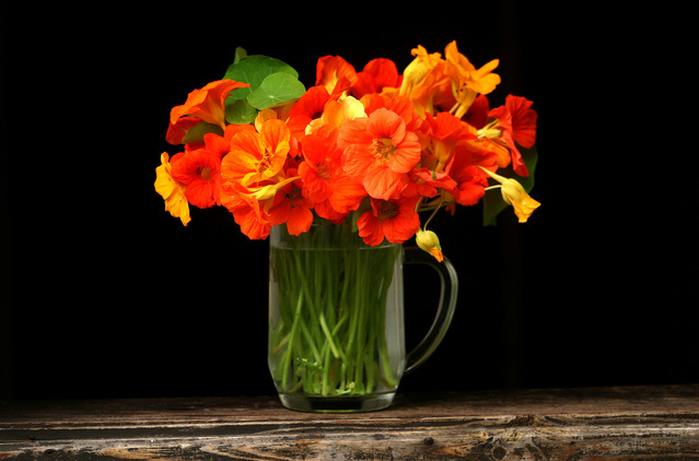 Ilustrasi Bunga Begonia | Img:freeimages.com