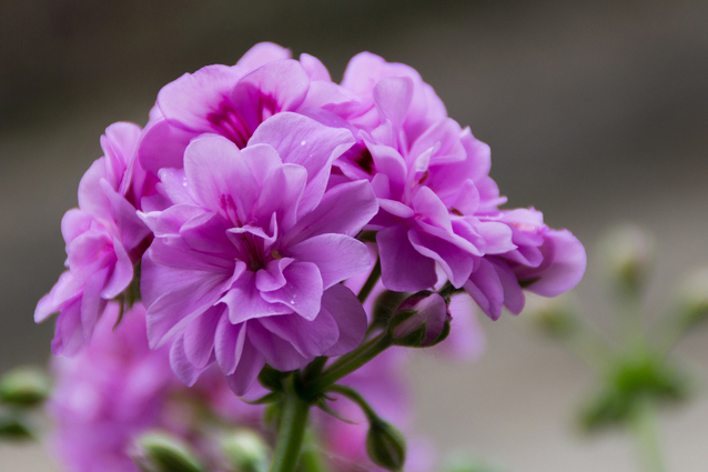 Bunga Geranium | Img:freeimages.com