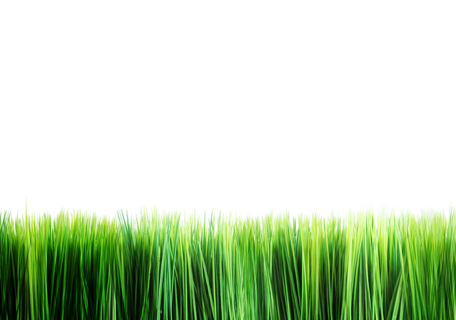 Ilustrasi Rumput | Img:freeimages.com