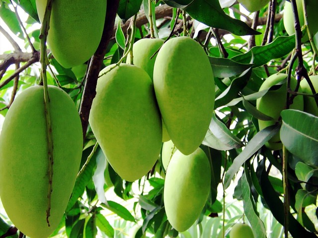 Ilustrasi Mangga | Img:freeimages.com
