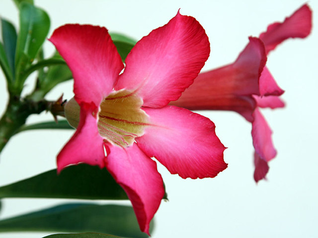 Ilustrasi Adenium | Img:freeimages.com