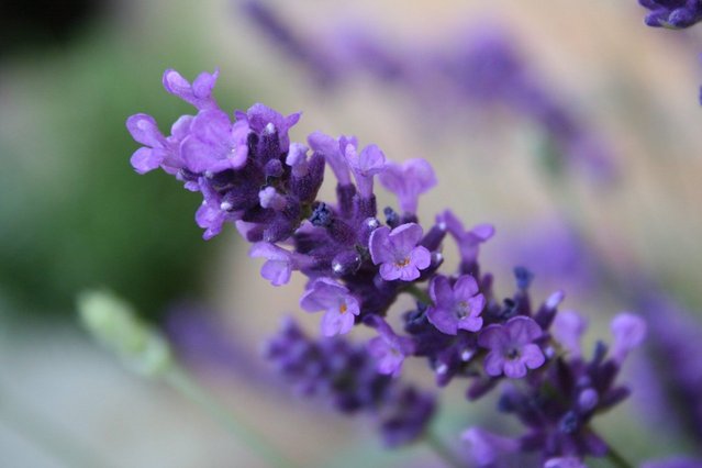 Ilustrasi Lavender | Img:freeimages.com