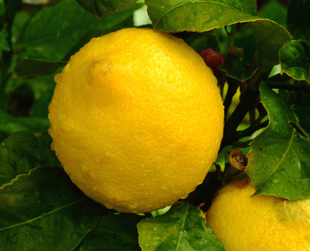 Ilustrasi Jeruk Lemon | Img:freeimages.com