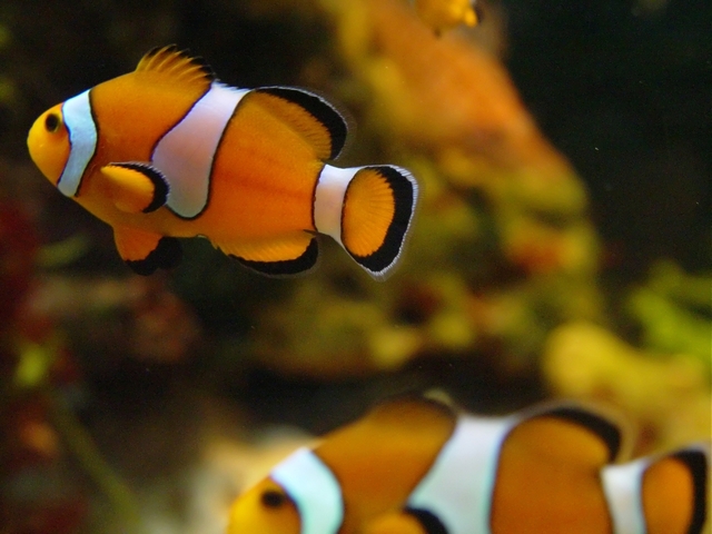 Ilustrasi Ikan | Img:freeimages.com