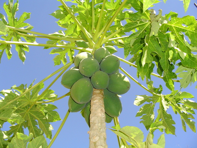 Ilustrasi Daun Pepaya | Img:freeimages.com