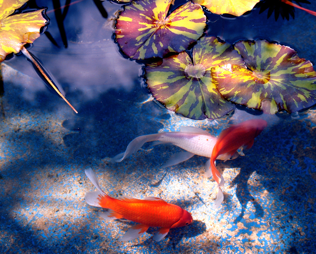 Ilustrasi Kolam Ikan | Img:freeimages.com