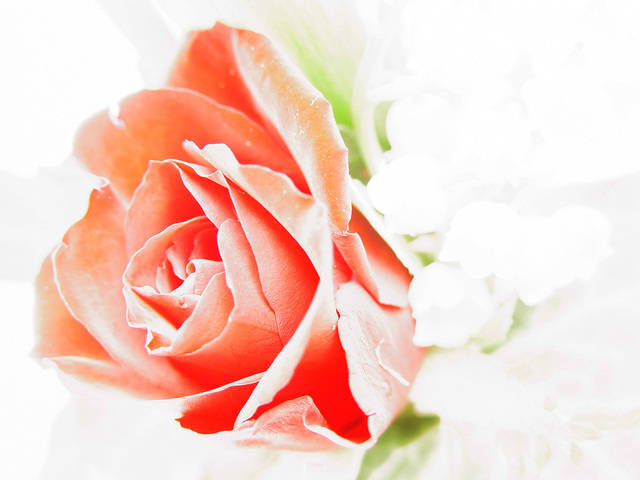 Ilustrasi Mawar | Img:freeimages.com