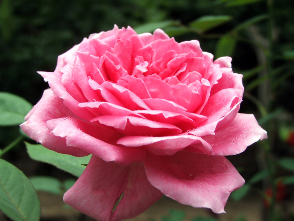 img:freeimages.com