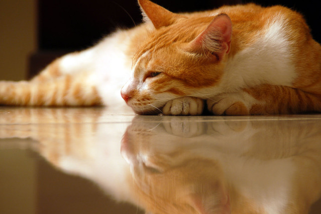 Ilustrasi Lantai I Img: freeimages.com