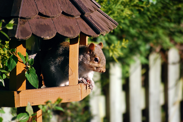 Hamster | Img:freeimages.com